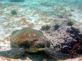 Turtle. Isla Lobos. Galapagos Islands.