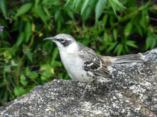 Galapagos Mockingbird