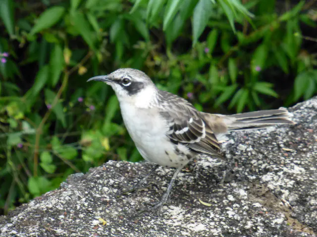 Galapagos Mockingbird