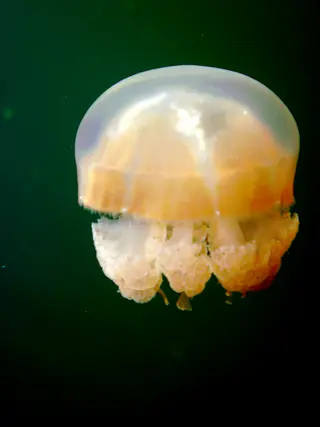 A beautiful Golden Jellyfish  with a bell shaped dome.  Jellyfish Lake, Palau, 2011.   See Paul Humann, et al, Reeff Creature Identification (2010), page 17.