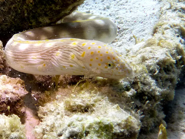 Underwater photograph by Joel Bergsma