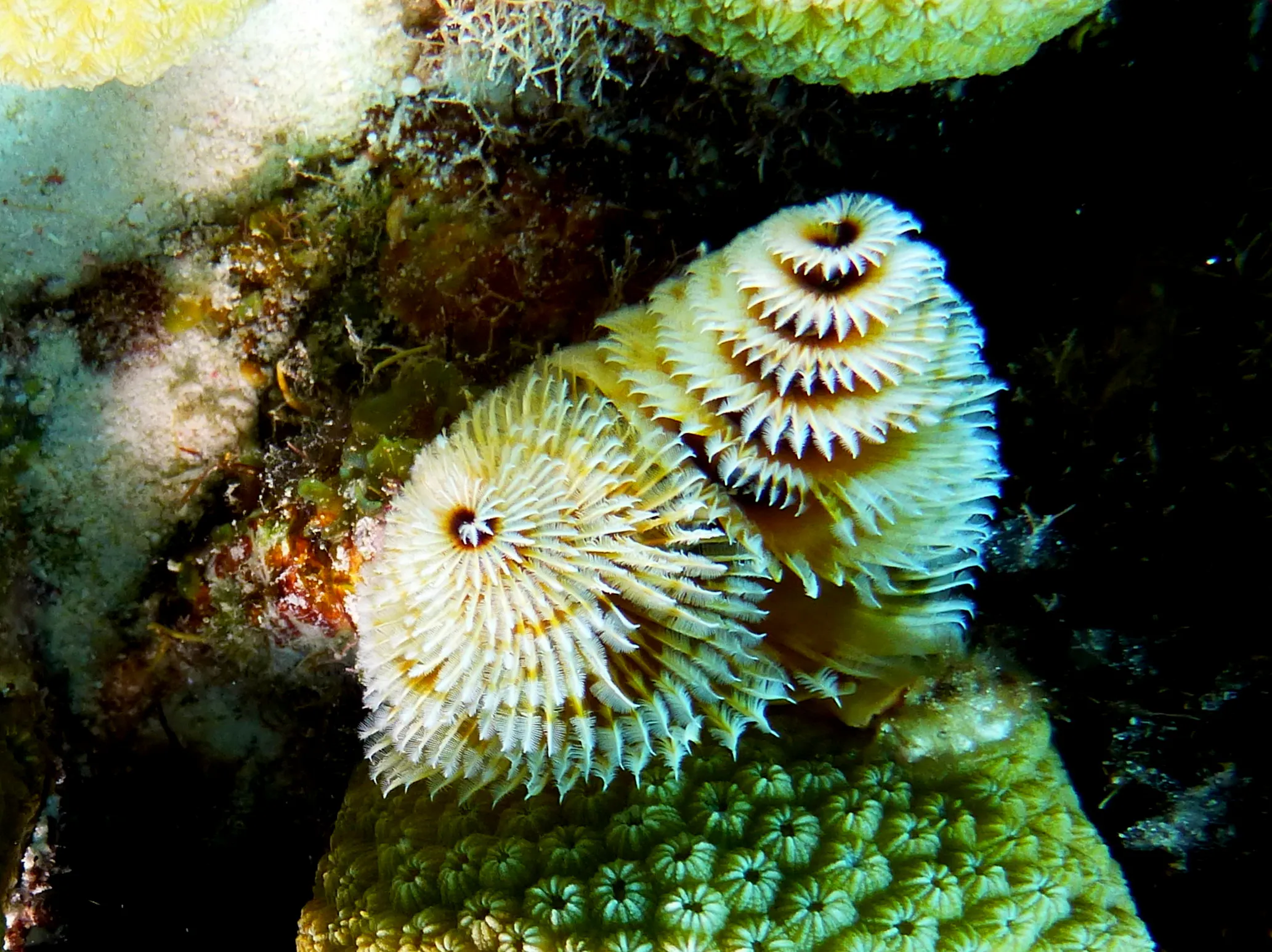 Christmas Tree Worm, Bonaire, 2013