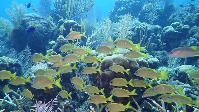 Underwater photograph by Joel Bergsma