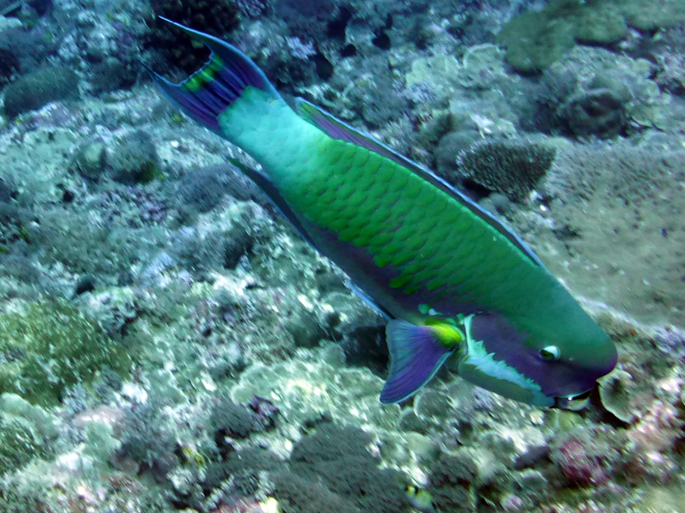 Steephead Parrotfish. Gerald Allen, et al, Reef Fish Identification - Tropical Pacific (2003) at page 177.