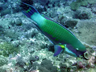 Steephead Parrotfish. Gerald Allen, et al, Reef Fish Identification - Tropical Pacific (2003) at page 177.