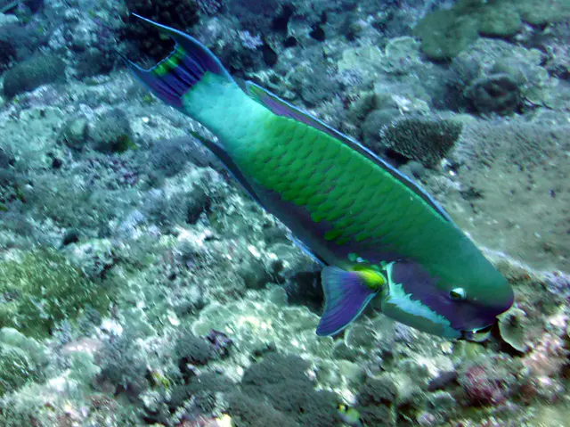 Steephead Parrotfish.   Gerald Allen, et al, Reef Fish Identification - Tropical Pacific (2003) at page 177.