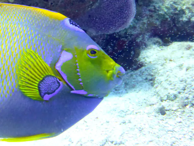 Underwater photograph by Joel Bergsma