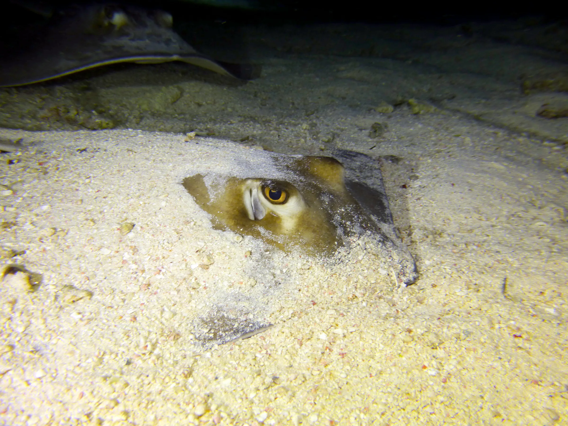 Southern Stingray, Belize, 2017