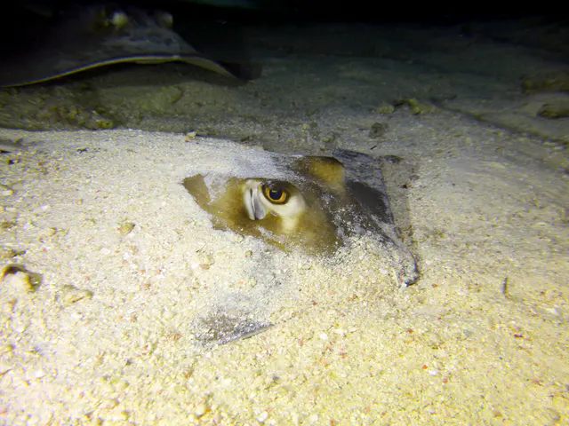 Underwater photograph by Joel Bergsma