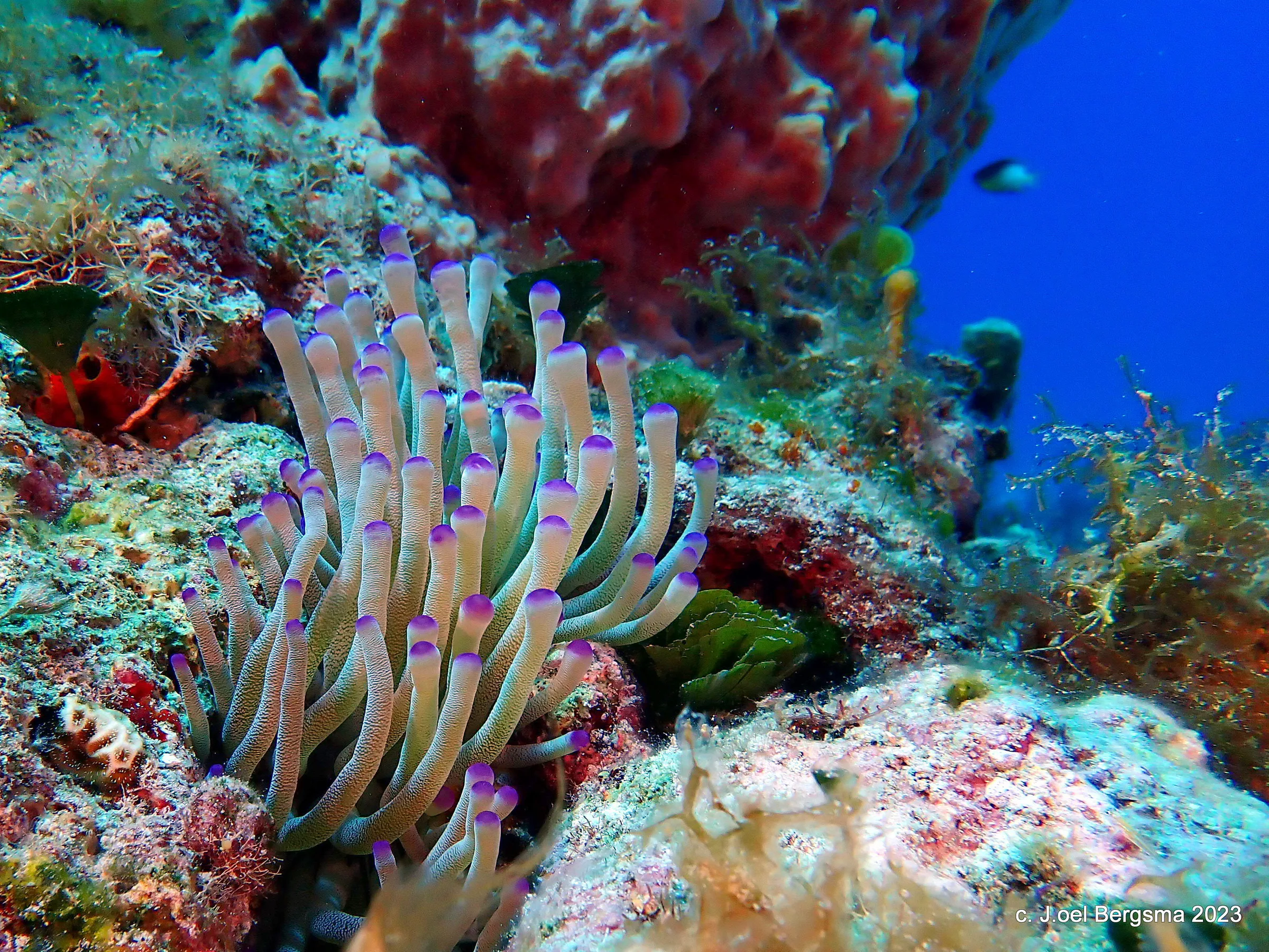 Cozumel underwater photograph, 2023