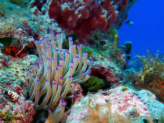 Underwater photograph by Joel Bergsma