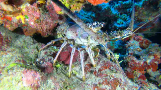 Underwater photograph by Joel Bergsma