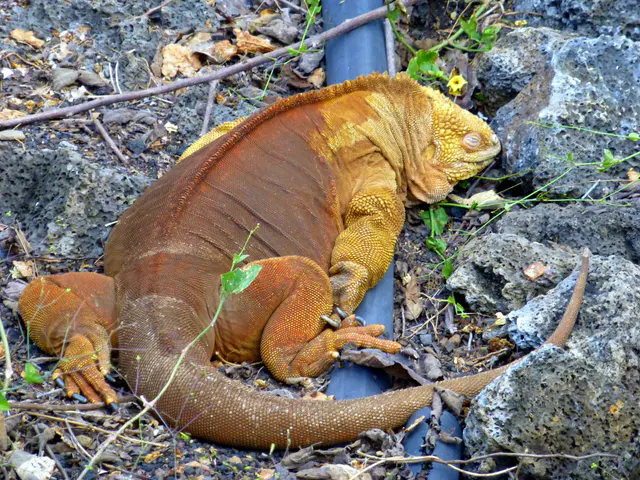 Galapagos Land Iguana at the Darwin Research Center.