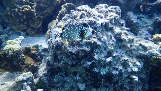 Underwater photograph by Joel Bergsma