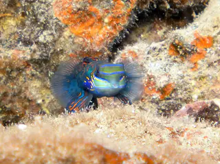 Mandarinfish. See Gerald Allen, et al, Reef Fish Identification - Tropical Pacific (2003) at page 289.