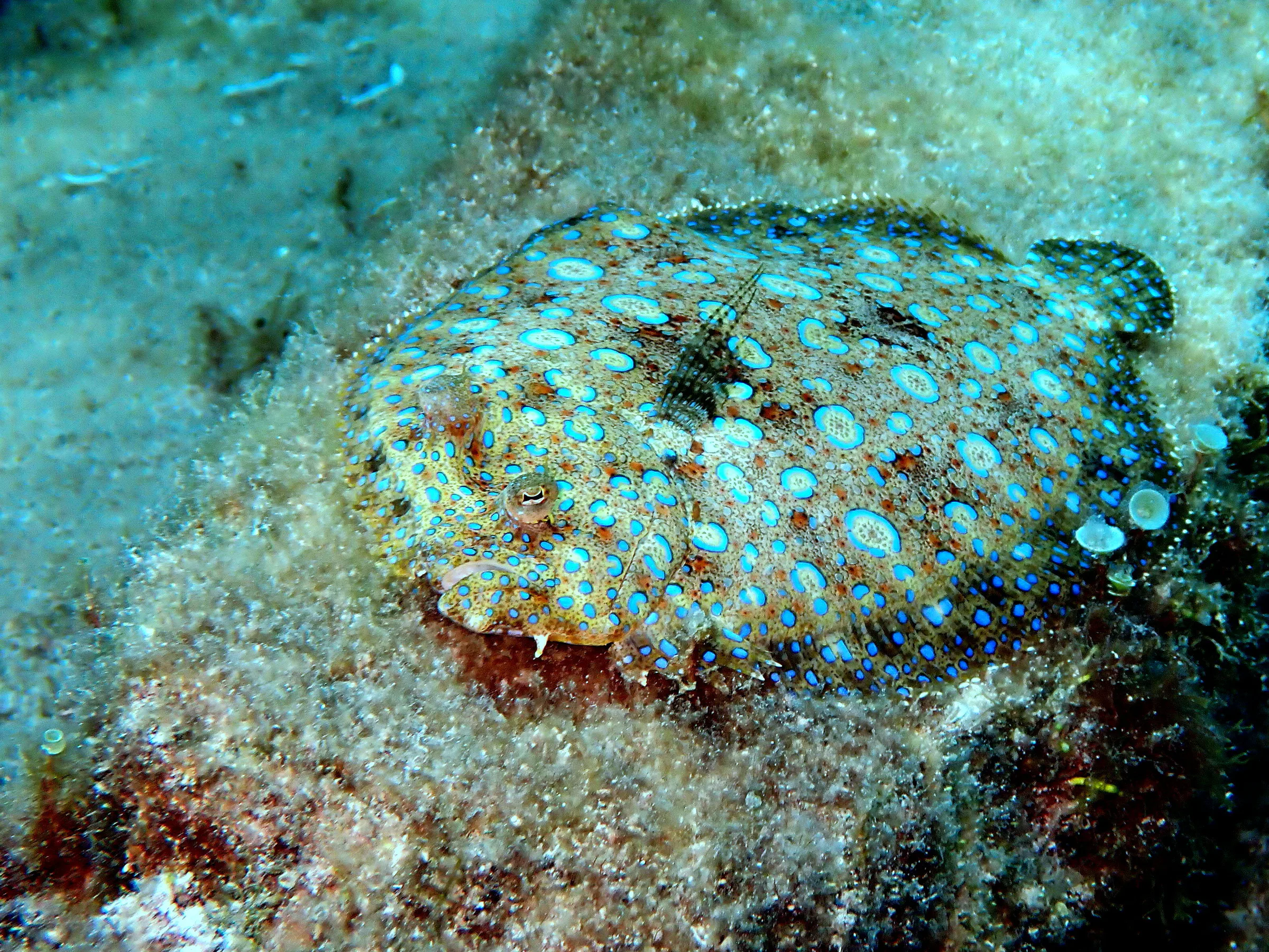 Cozumel underwater photograph, 2023