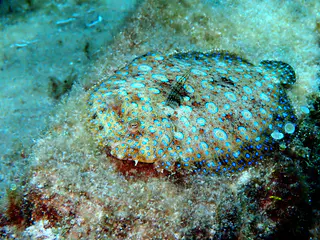 Underwater photograph by Joel Bergsma