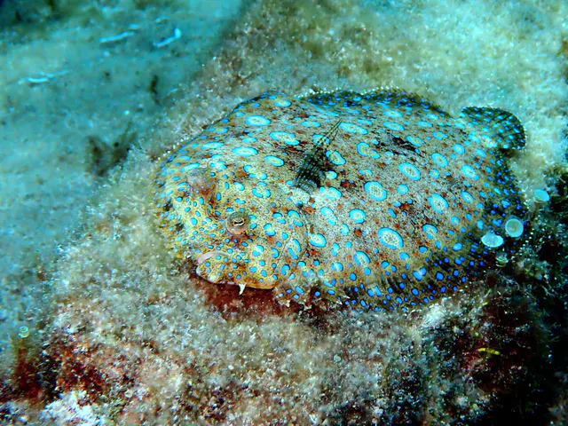 Underwater photograph by Joel Bergsma
