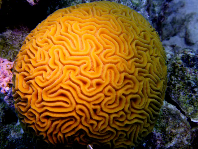 Underwater photograph by Joel Bergsma