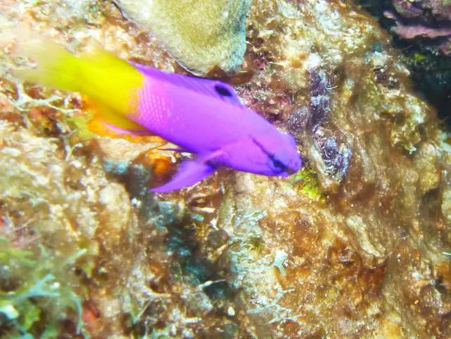 Underwater photograph by Joel Bergsma