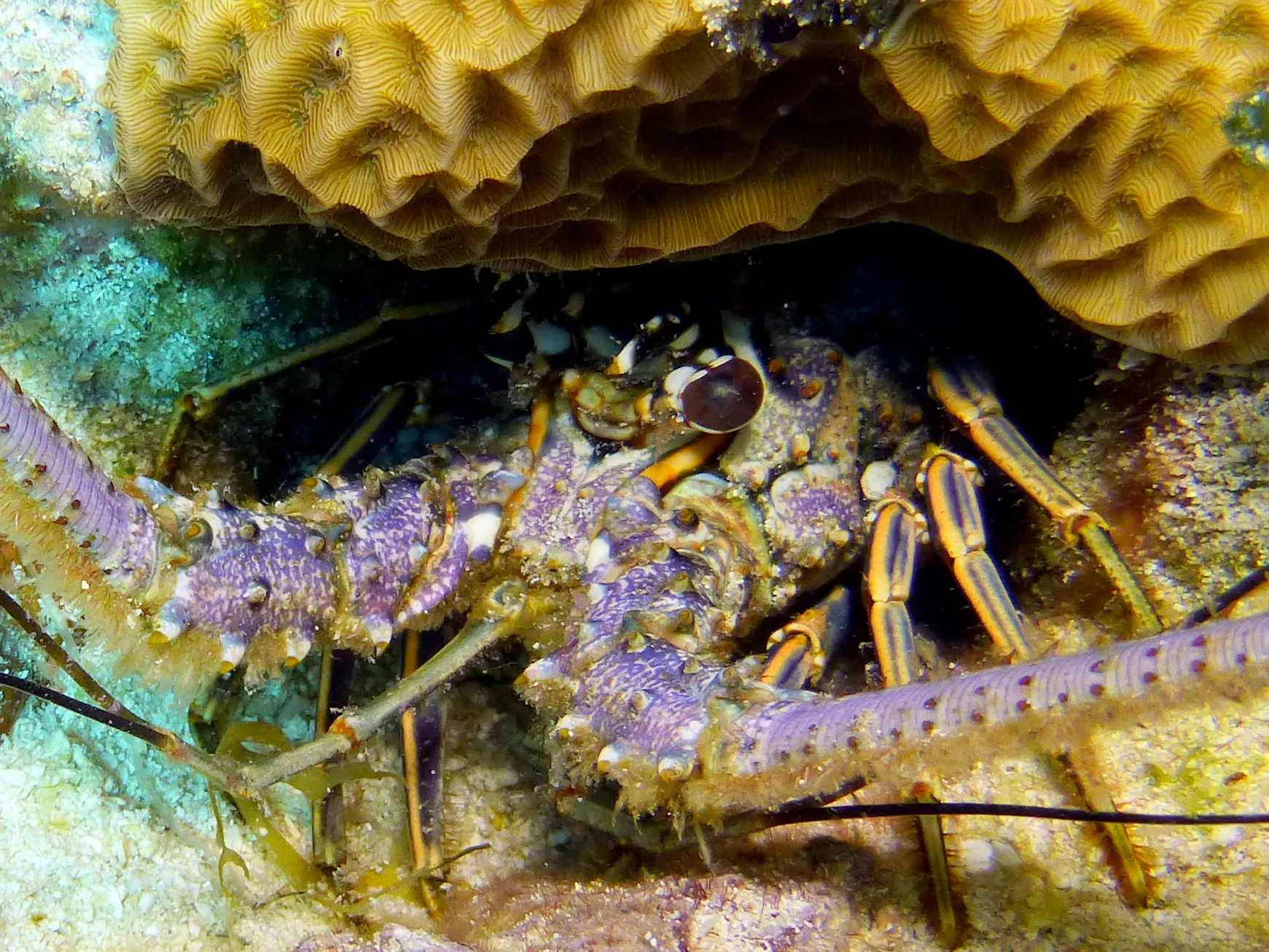 Lobster, Cozumel, 2014