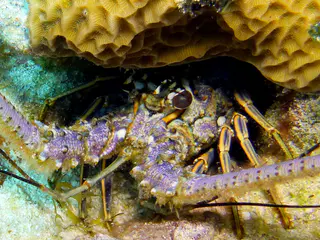 Underwater photograph by Joel Bergsma
