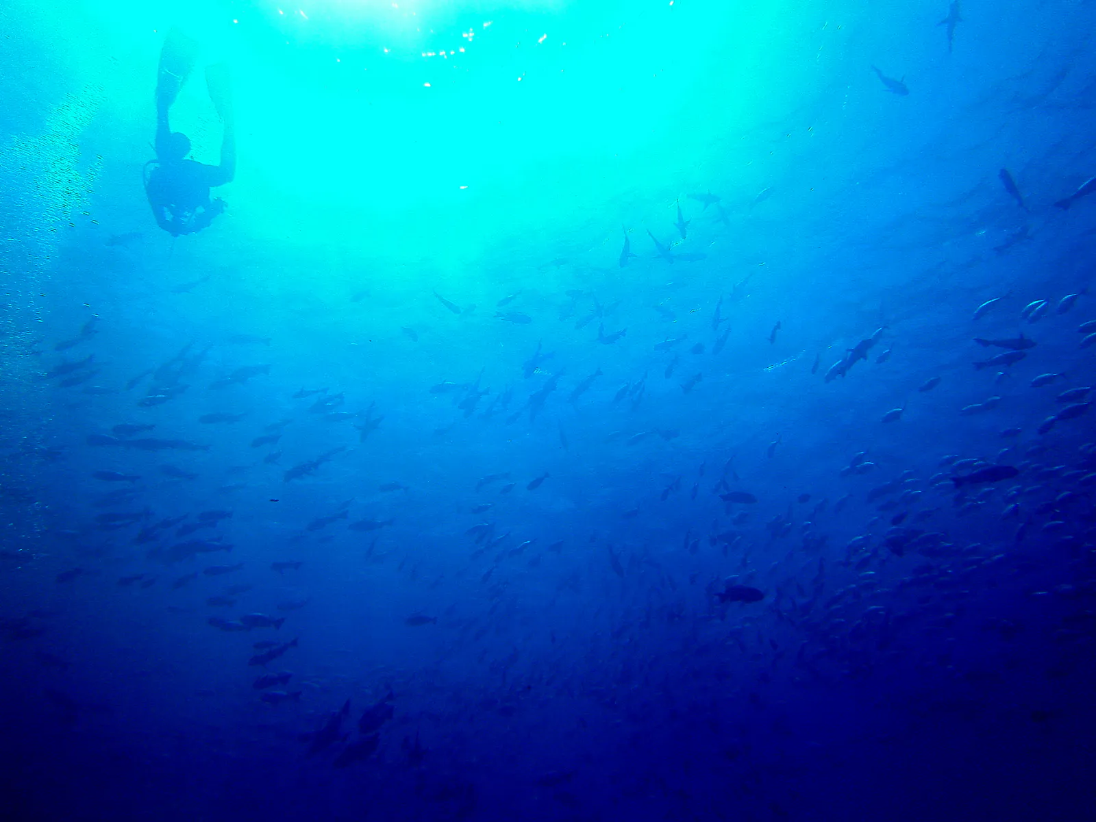 Diver and schooling fish at the Blue Corner