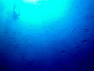 Diver and schooling fish at the Blue Corner