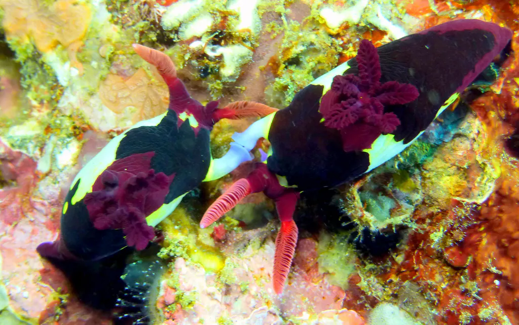 Underwater photograph by Joel Bergsma