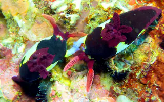 Underwater photograph by Joel Bergsma