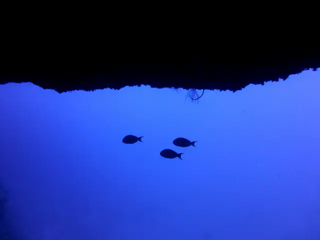 Underwater photograph by Joel Bergsma
