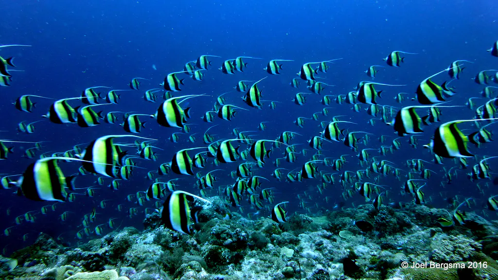 Underwater photograph by Joel Bergsma