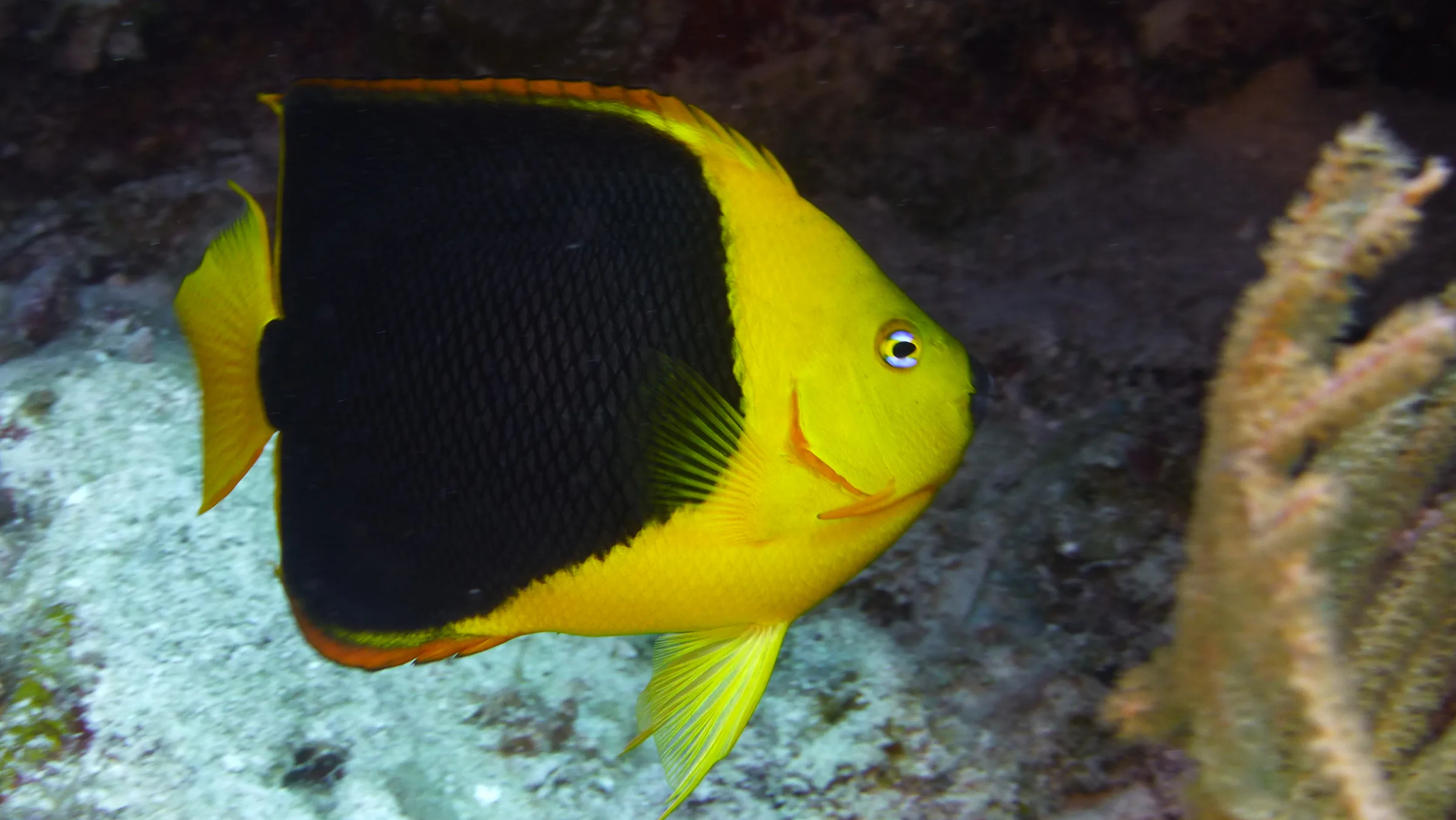Rock Beauty Angelfish, Belize, 2017