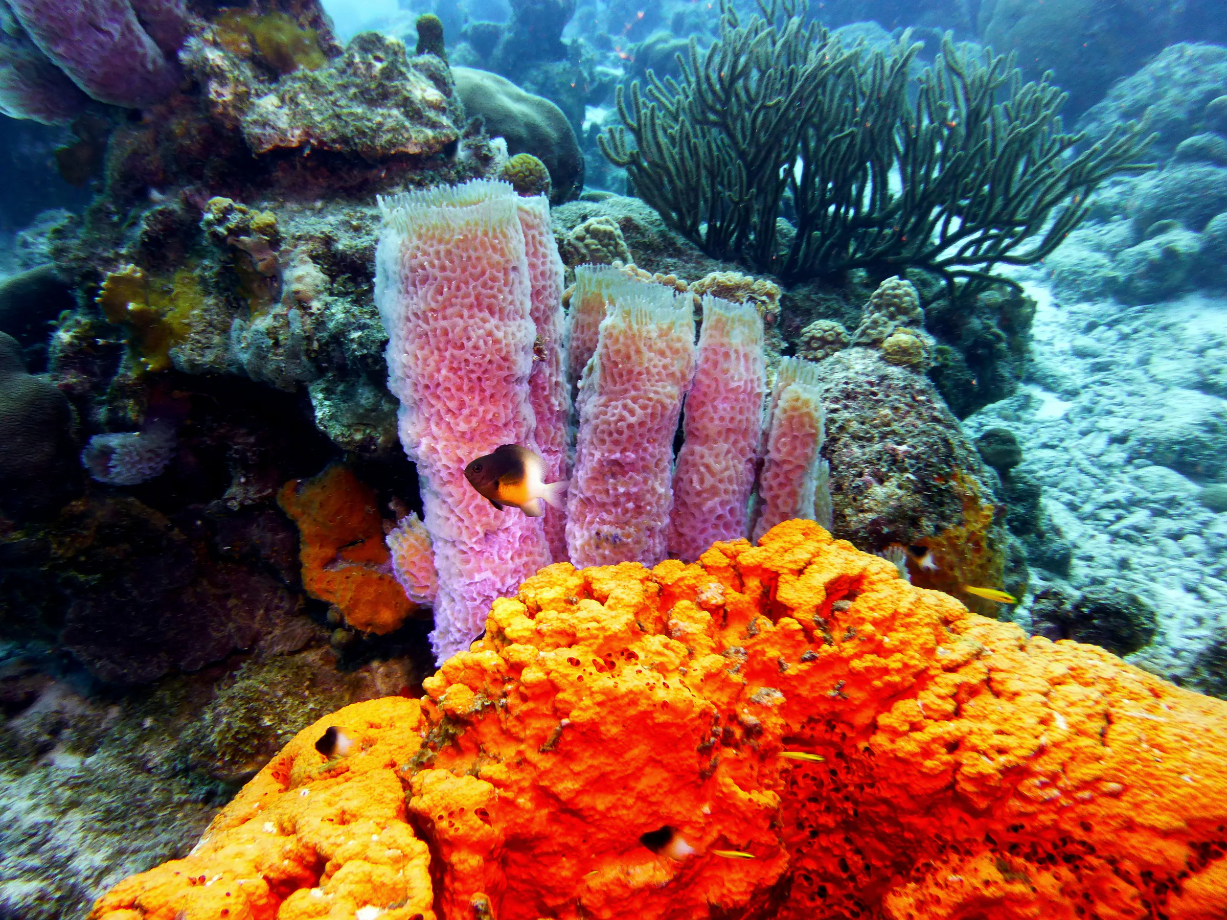 Bonaire underwater photograph, 2013
