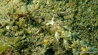 Underwater photograph by Joel Bergsma