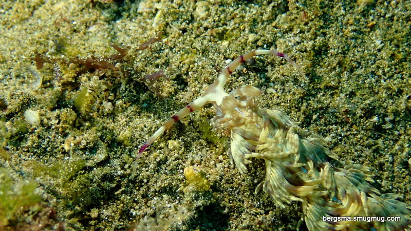 Philippines underwater photograph, 2019
