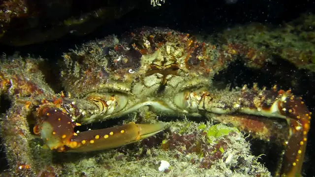 Channel Clinging Crab