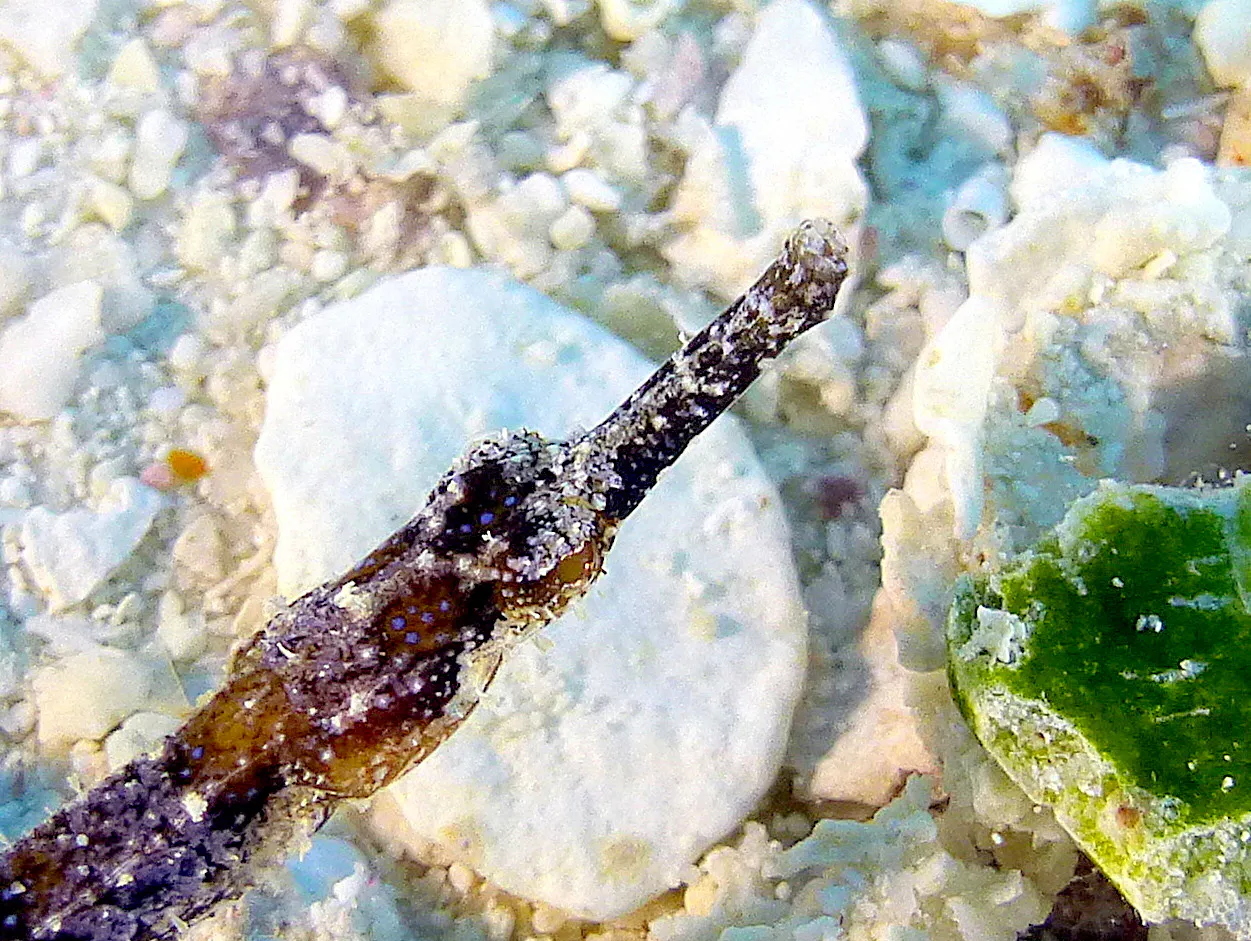 Pipefish, Belize, 2017