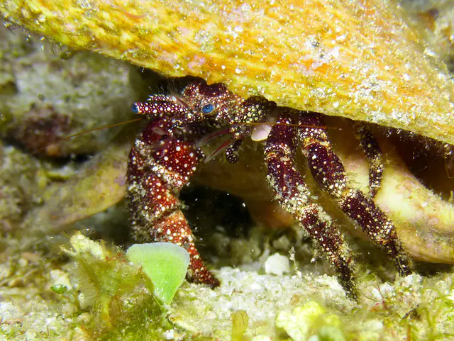Underwater photograph by Joel Bergsma