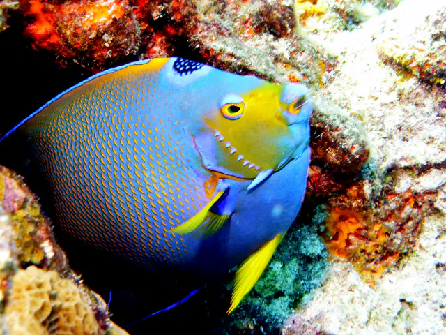 Underwater photograph by Joel Bergsma