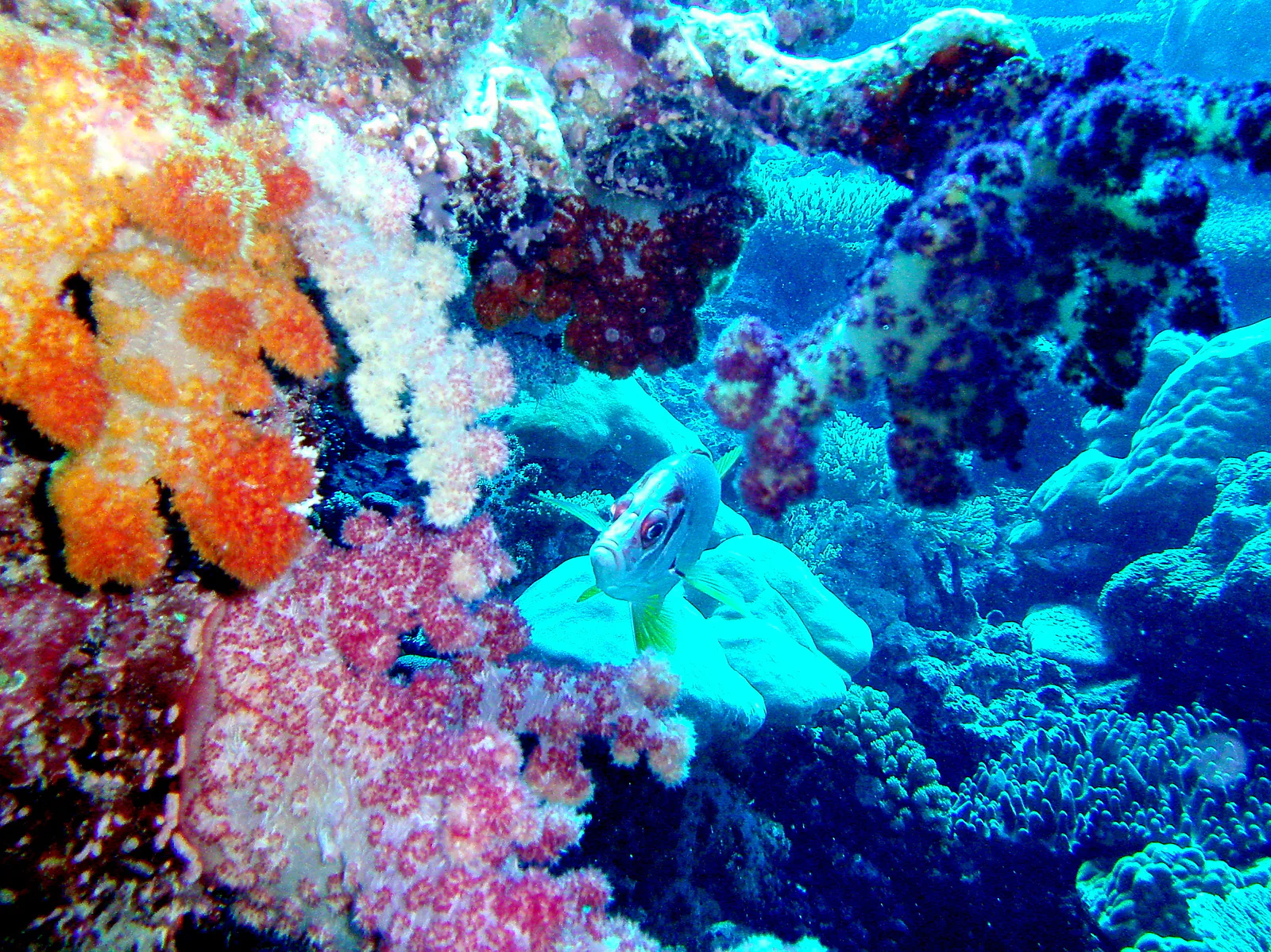 Colorful soft coral with squirrelfish eyeing me.