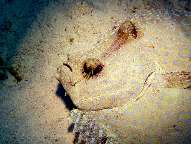 Underwater photograph by Joel Bergsma