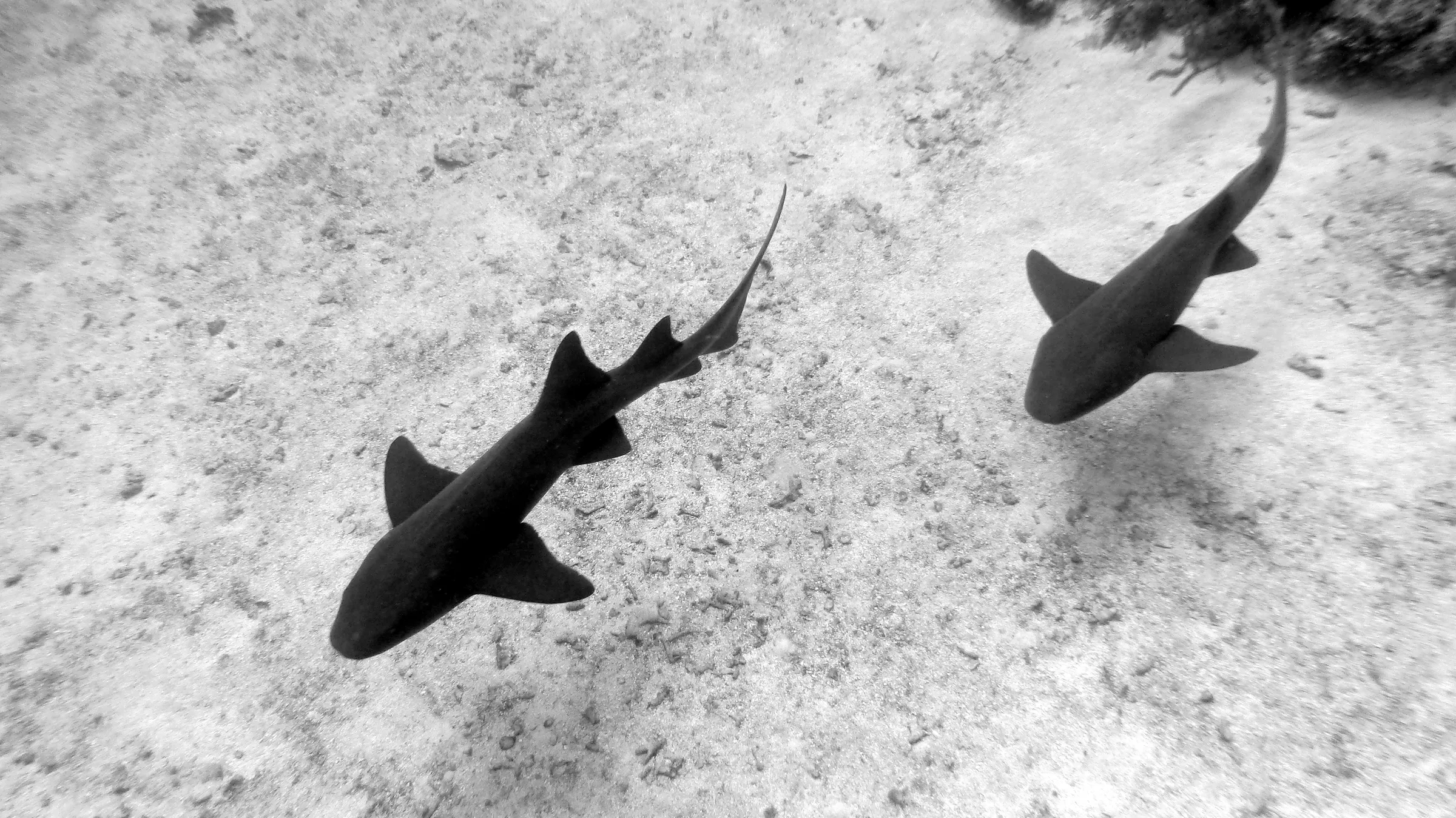Nurse Shark, Belize, 2017