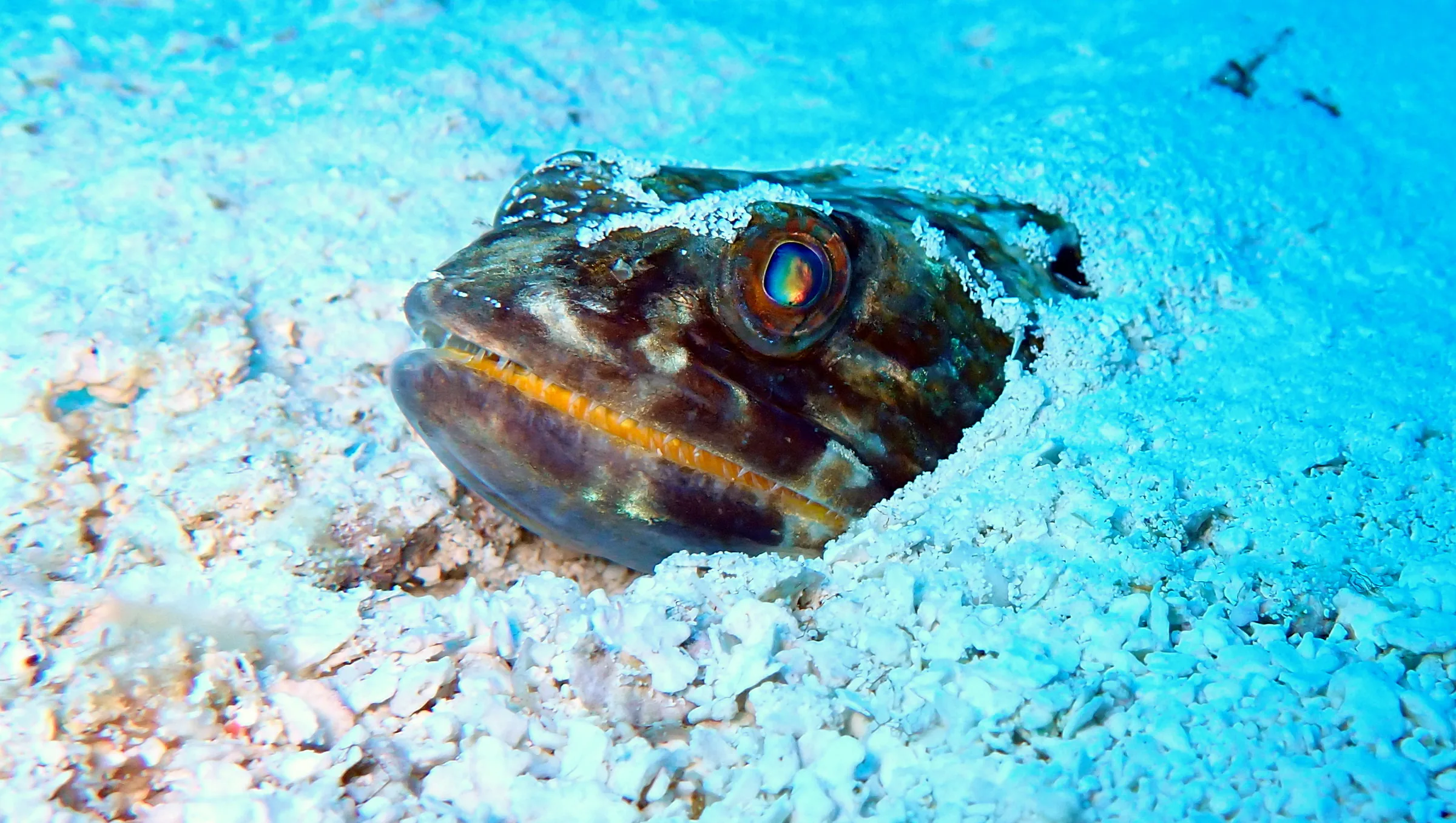 Cozumel underwater photograph, 2025