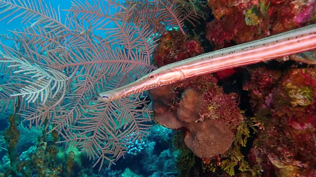 Trumpetfish