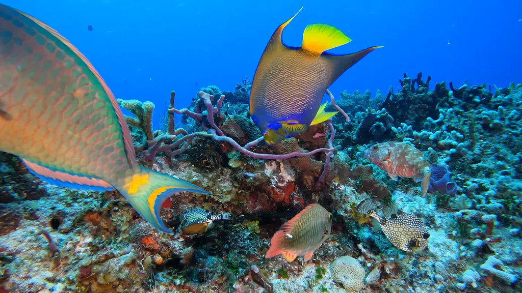 Underwater photograph by Joel Bergsma