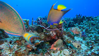 Underwater photograph by Joel Bergsma