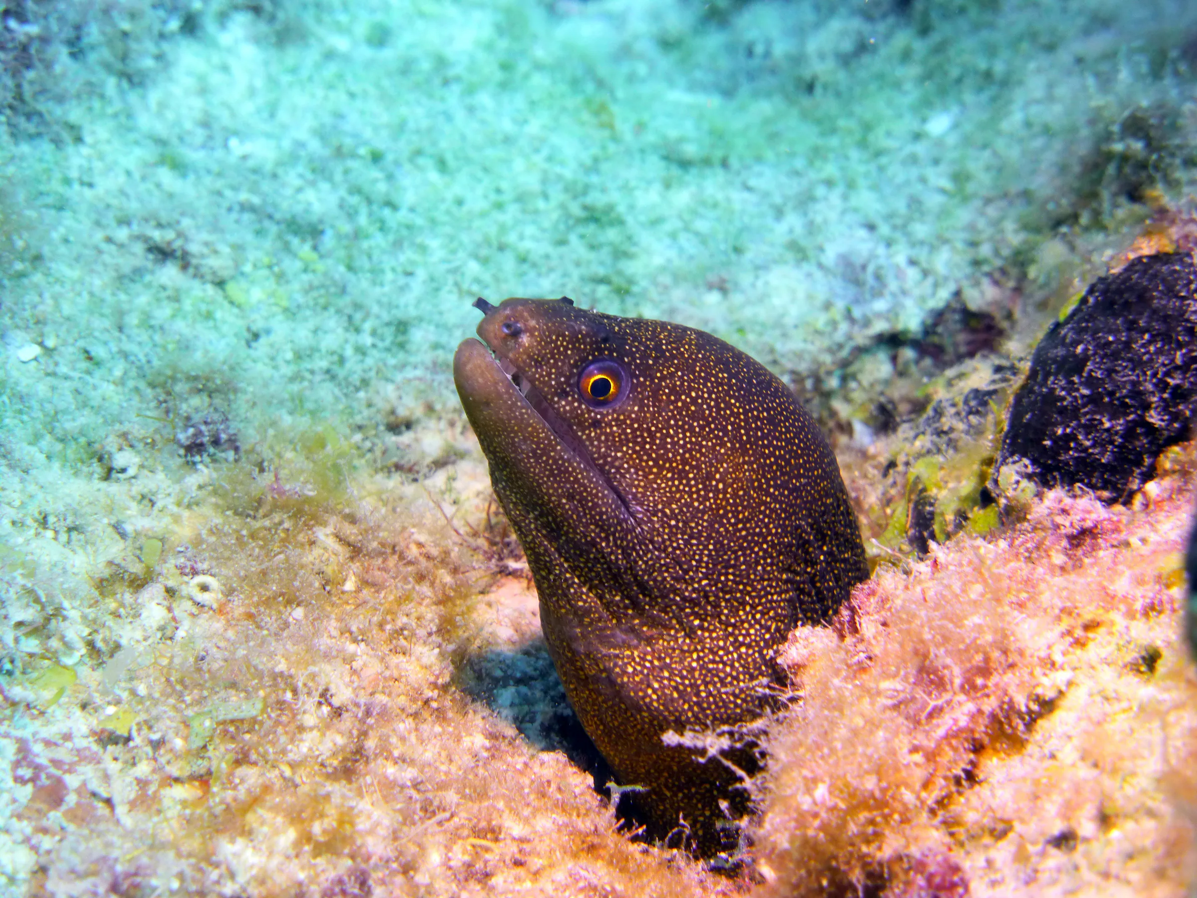 Goldentail Moray Eel, Bonaire, 2013