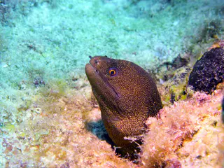 Underwater photograph by Joel Bergsma