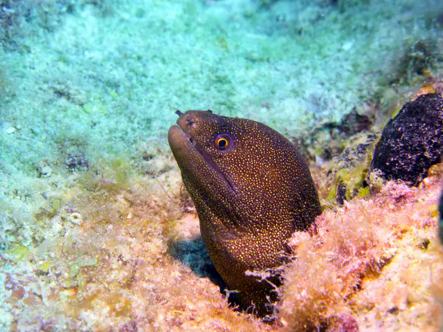 Underwater photograph by Joel Bergsma